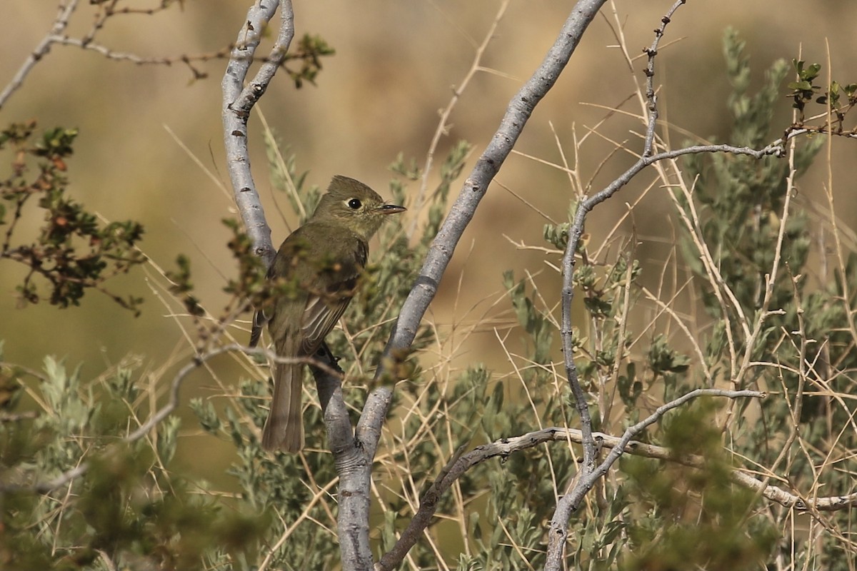 Western Flycatcher (Pacific-slope) - ML563486731