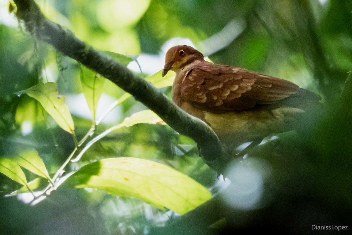 Ruddy Quail-Dove - ML563488011