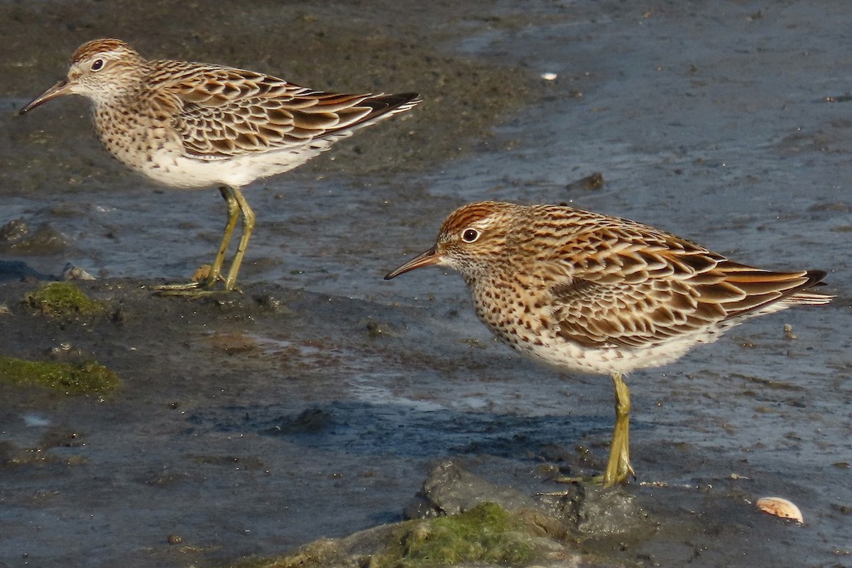 Sharp-tailed Sandpiper - ML563488381