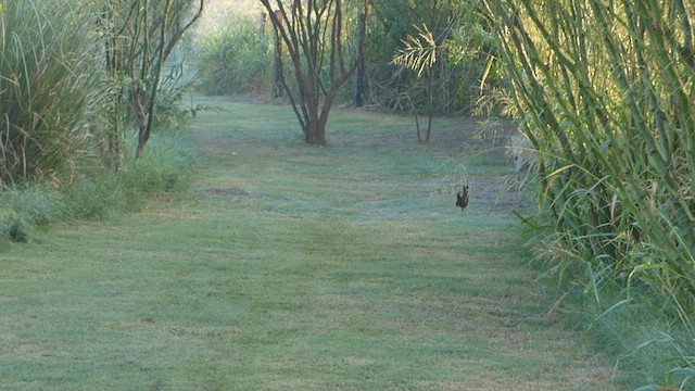 Plumbeous Rail - ML563488791