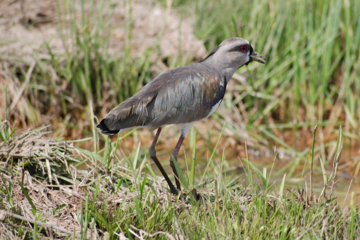 Southern Lapwing - ML563488961