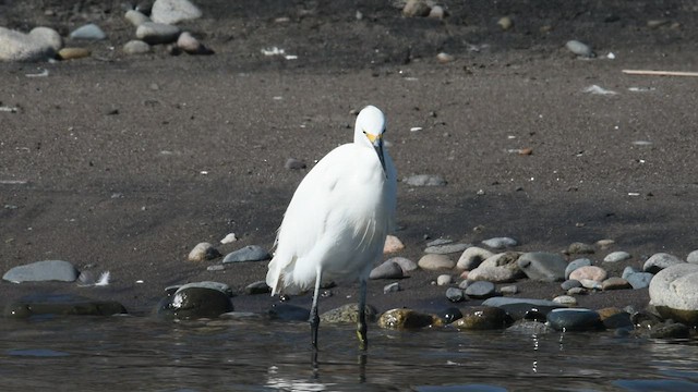 Snowy Egret - ML563488971