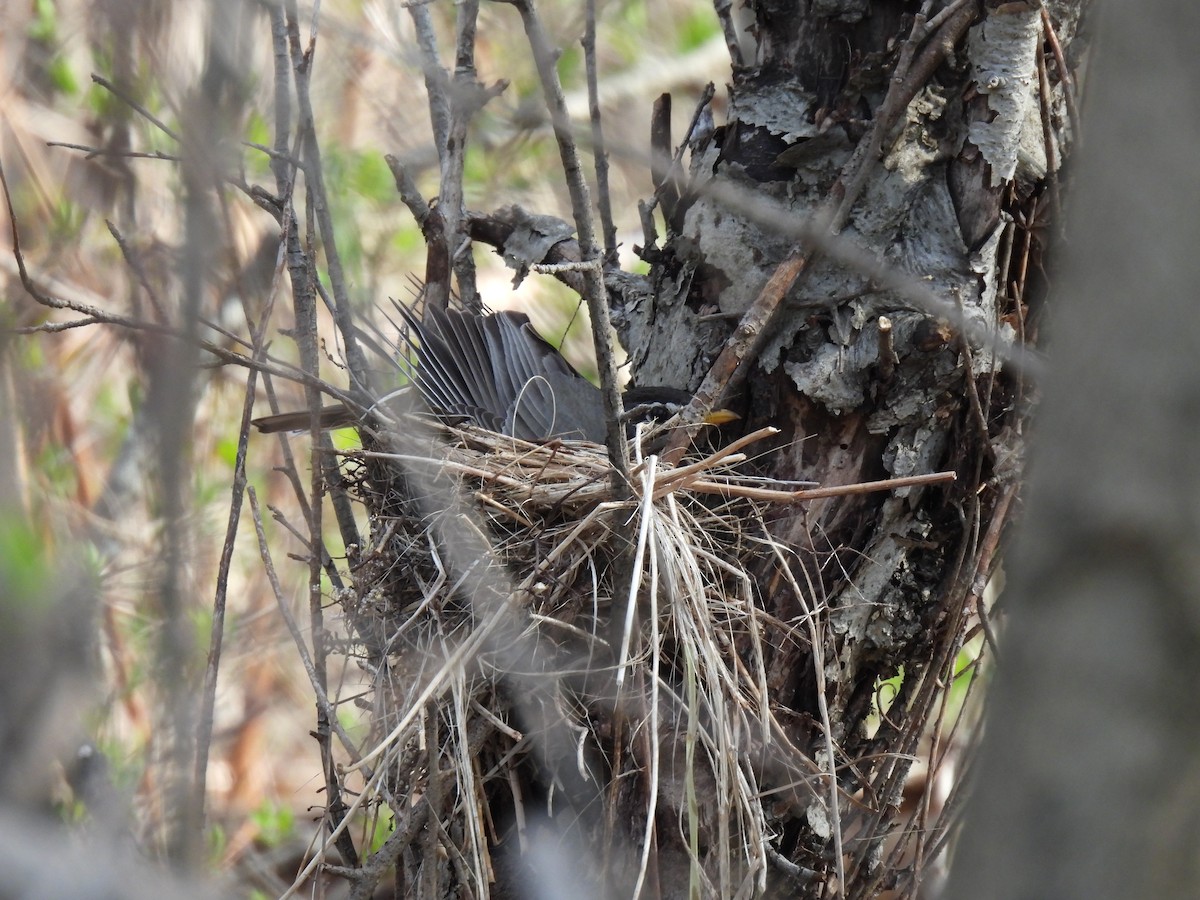 American Robin - ML563489601