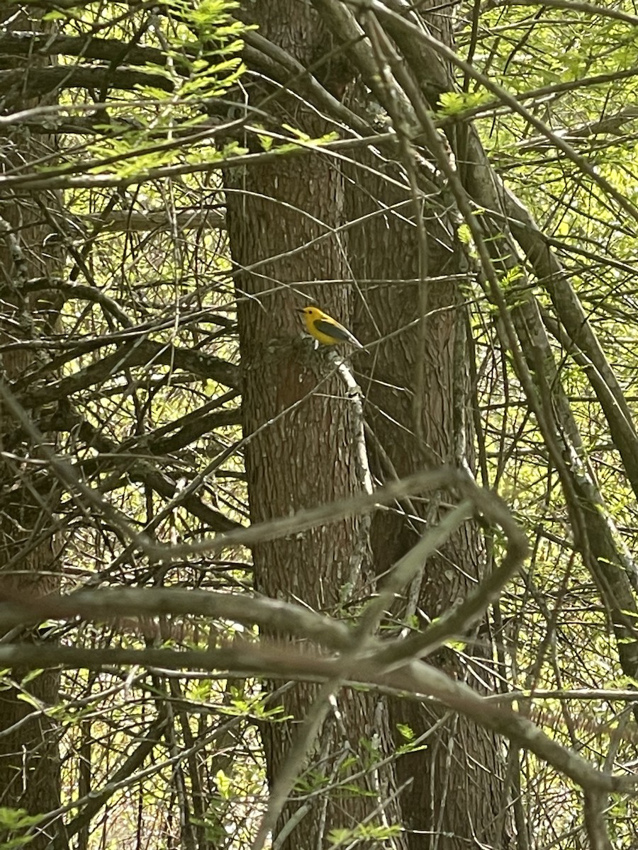 Prothonotary Warbler - ML563489861