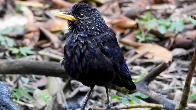 Blue Whistling-Thrush (Yellow-billed) - ML563490141