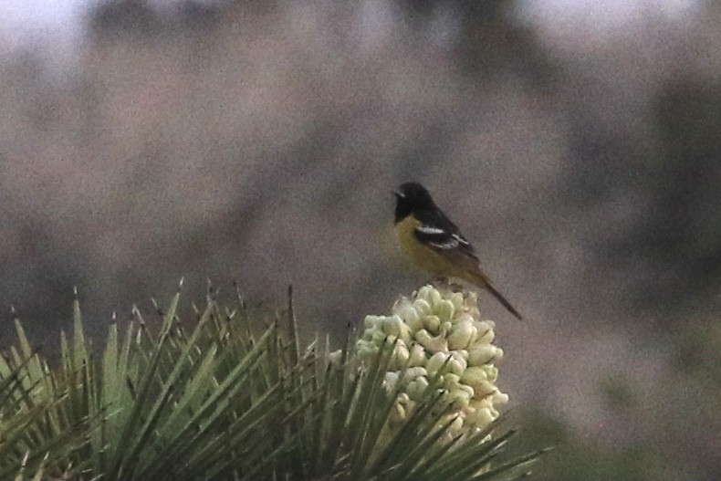 Scott's Oriole - ML563490361