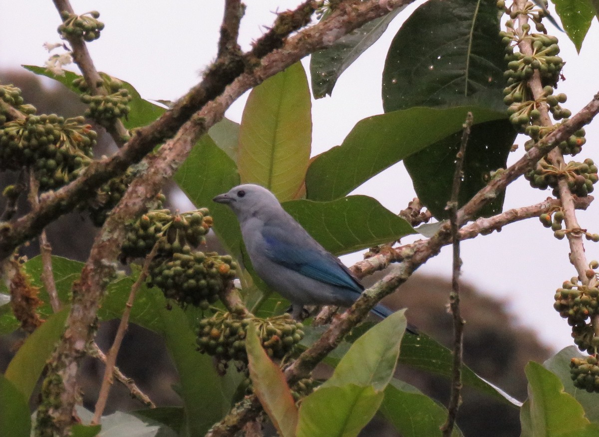 Blue-gray Tanager - A Goulden