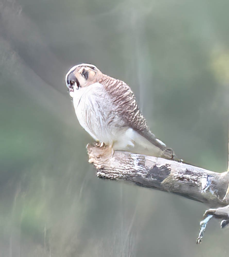 American Kestrel - ML563490591