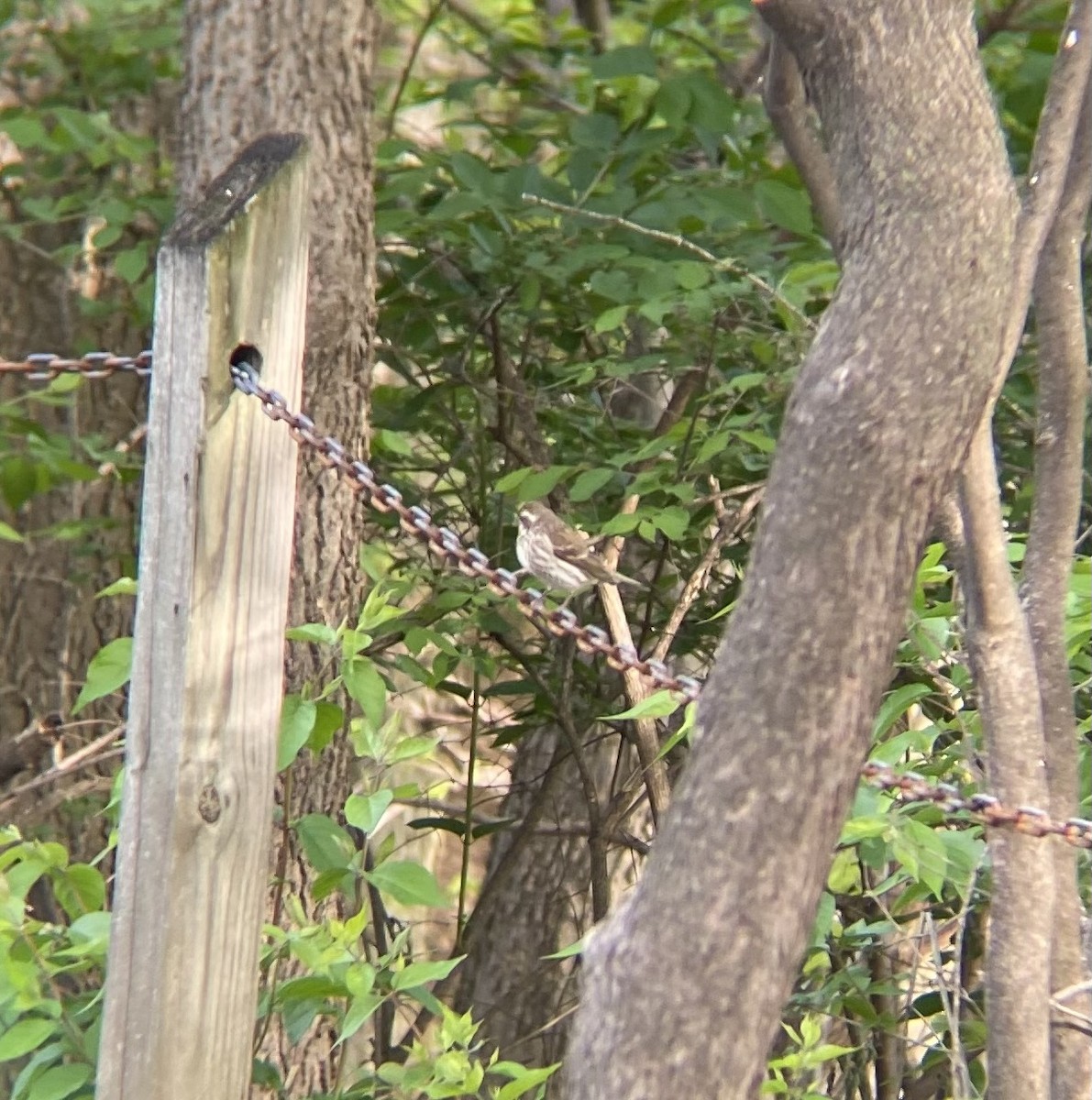 Purple Finch - ML563490691