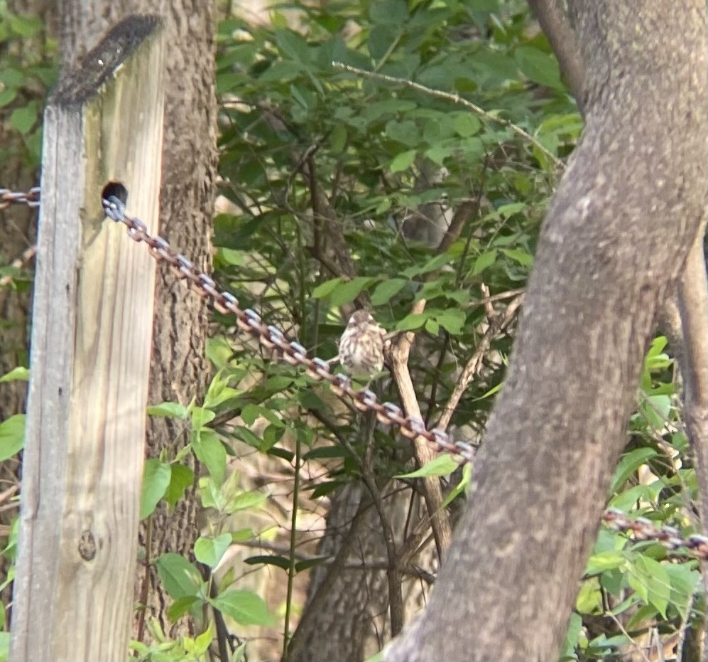 Purple Finch - ML563490721