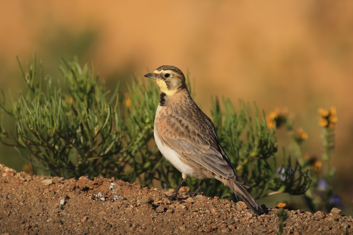 Horned Lark - ML563490831