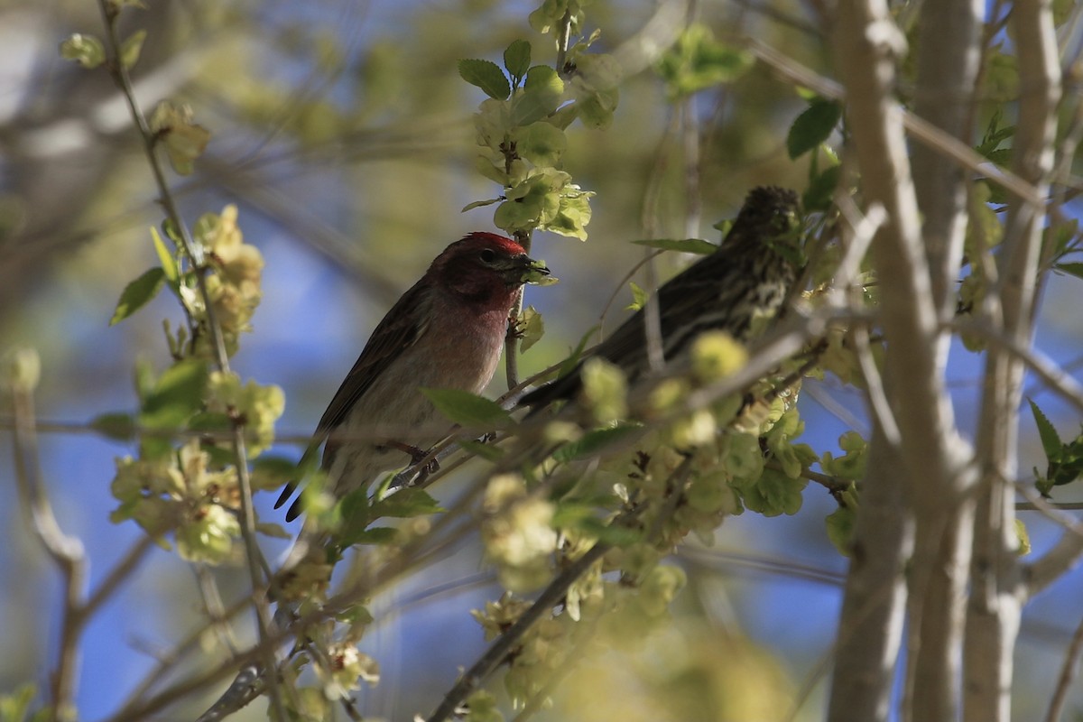 Cassin's Finch - ML563491131