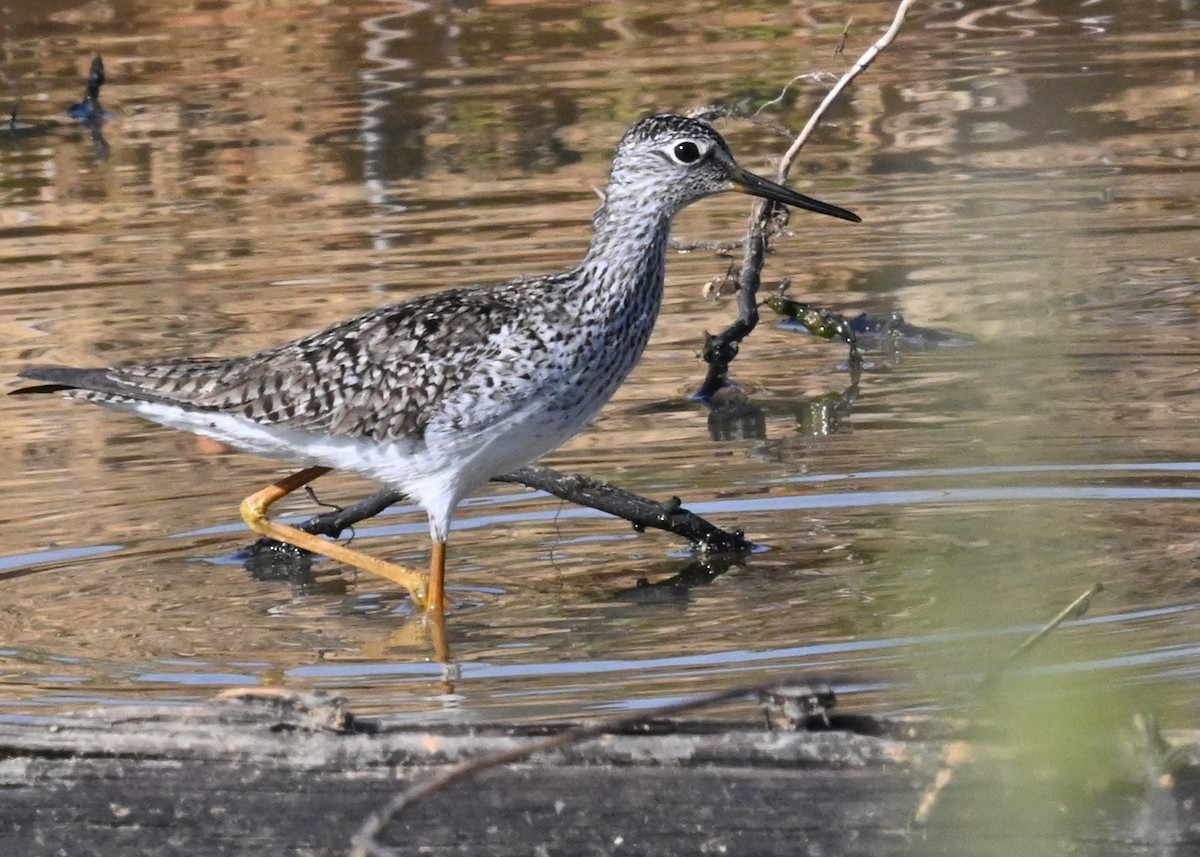 Lesser Yellowlegs - ML563491171