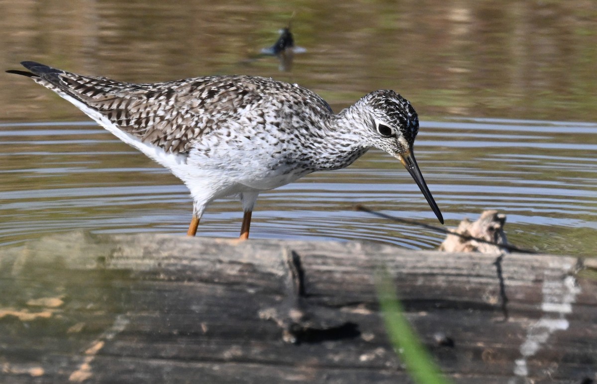 Lesser Yellowlegs - ML563491181