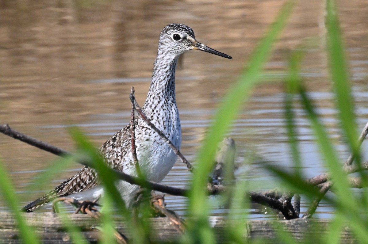 Lesser Yellowlegs - ML563491191