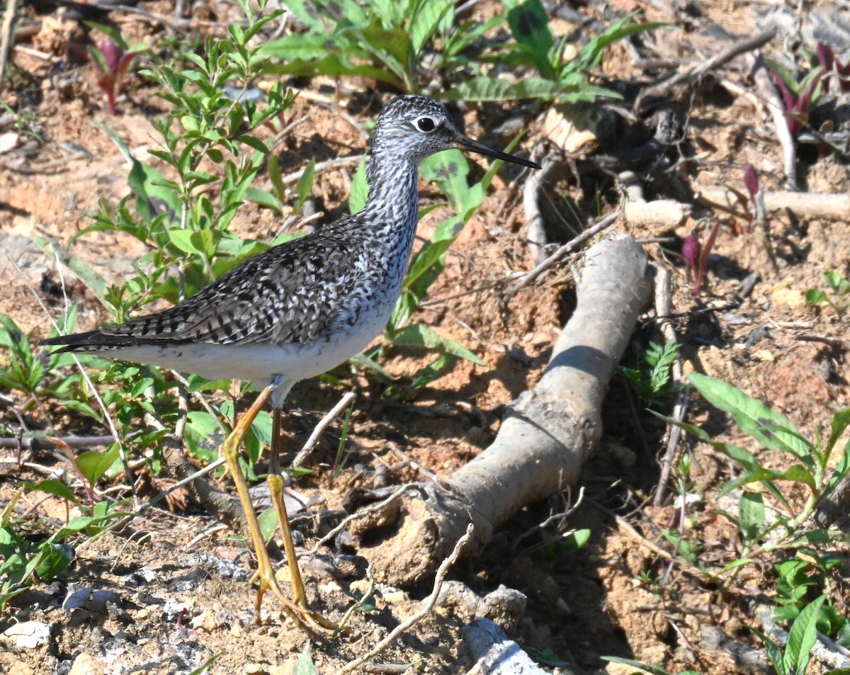 Lesser Yellowlegs - ML563491201