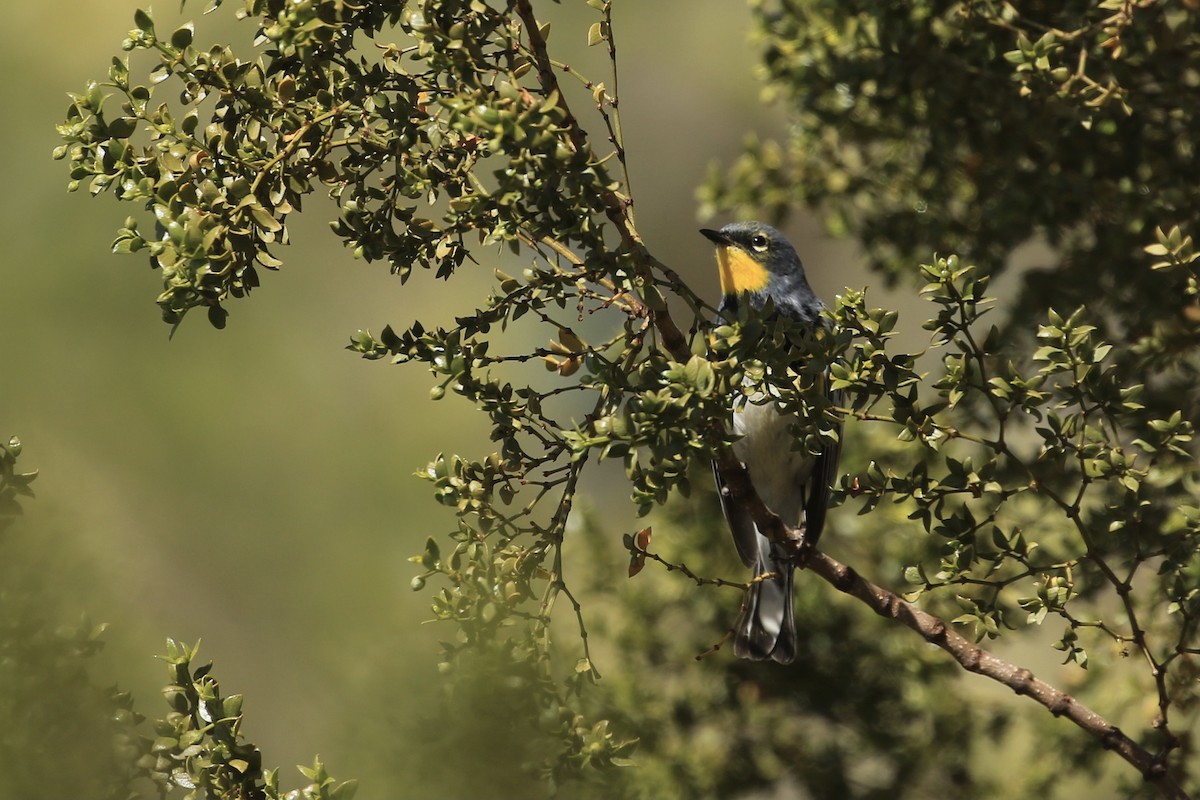 Yellow-rumped Warbler - ML563491271