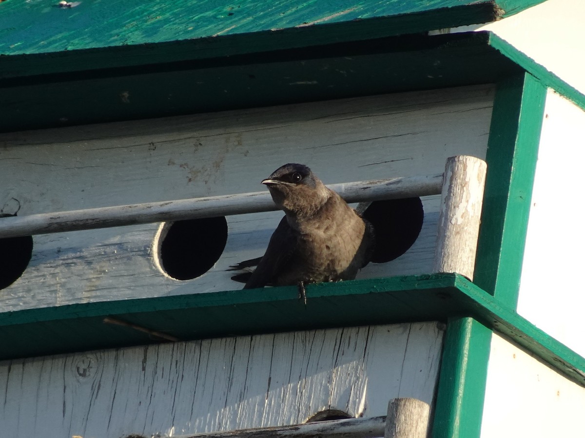 Purple Martin - ML563491491