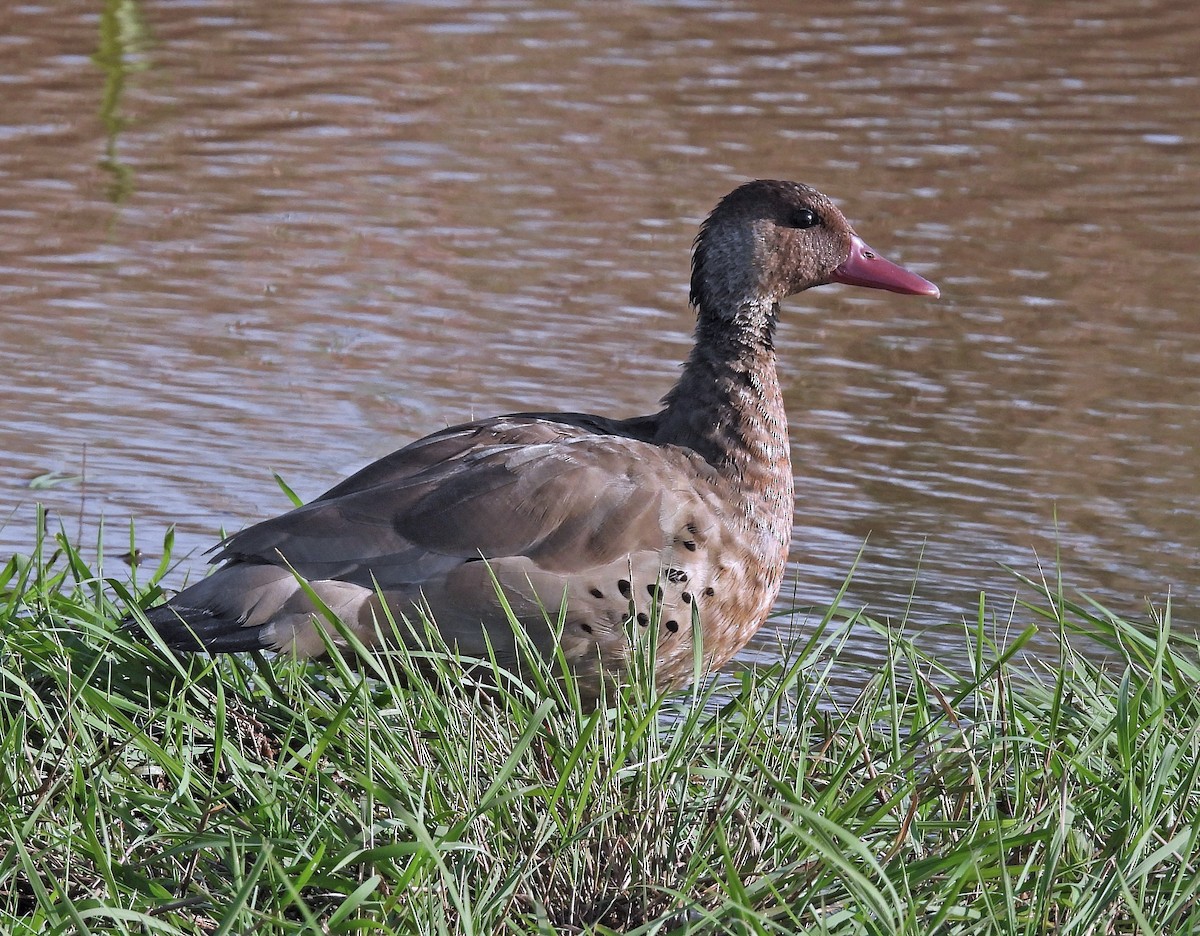 Brazilian Teal - ML563492191