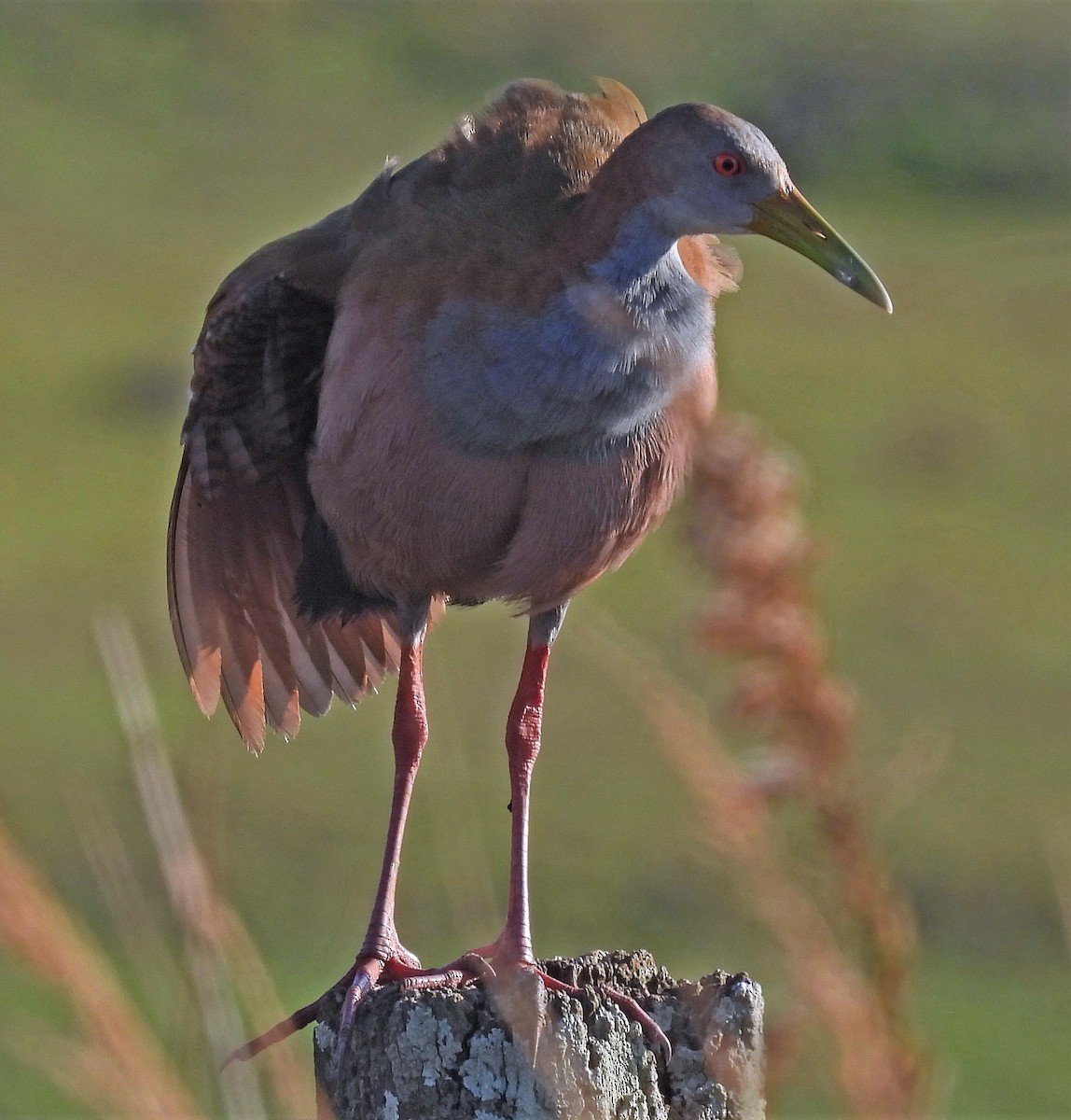 Giant Wood-Rail - ML563492221