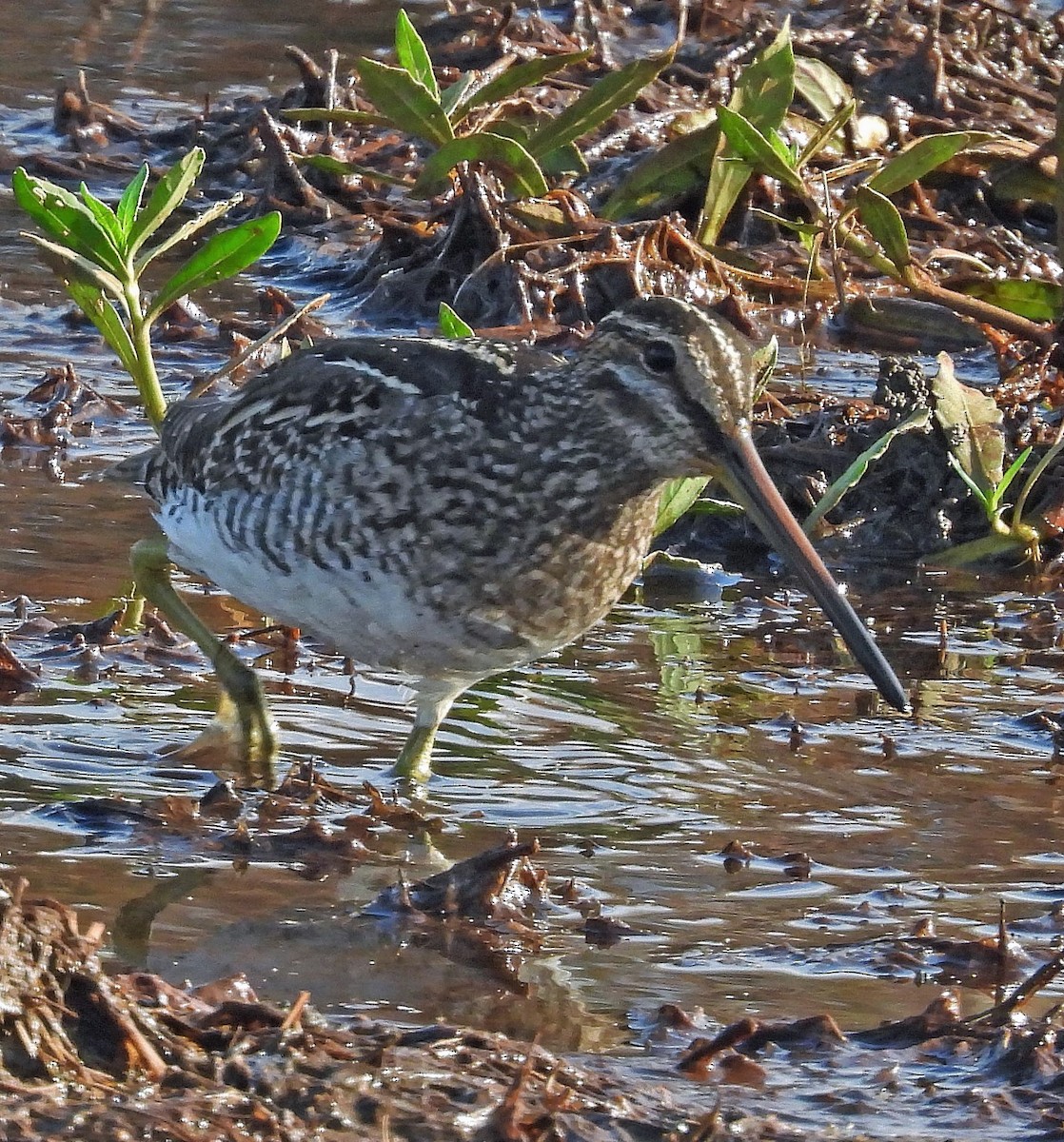 Pantanal Snipe - ML563492241