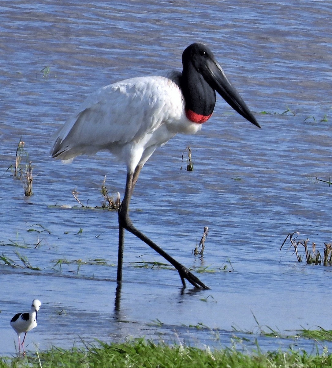 Jabiru - ML563492321