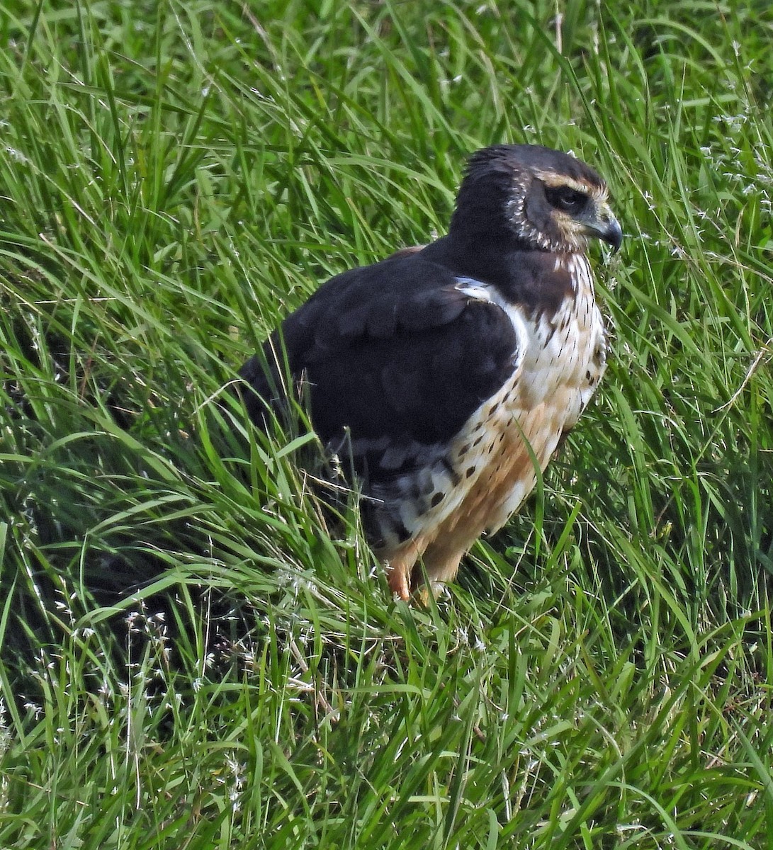 Long-winged Harrier - ML563492331