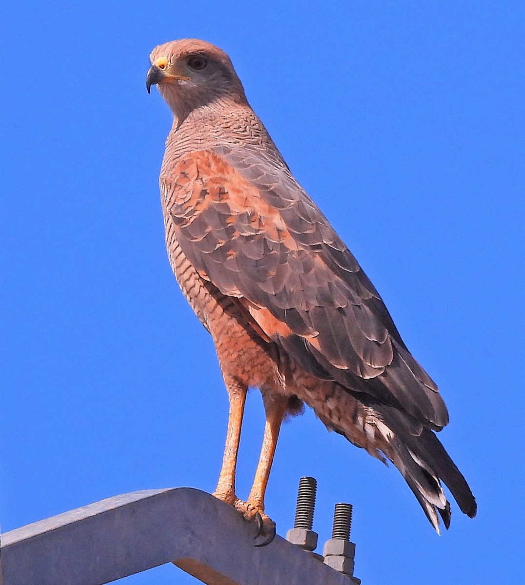 Savanna Hawk - ML563492371