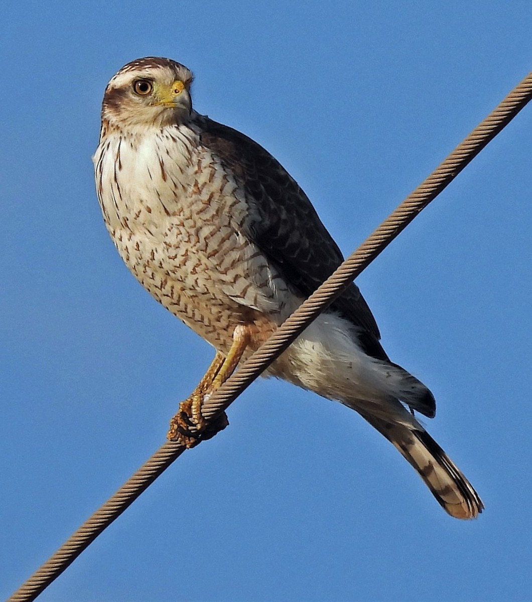 Roadside Hawk - ML563492421