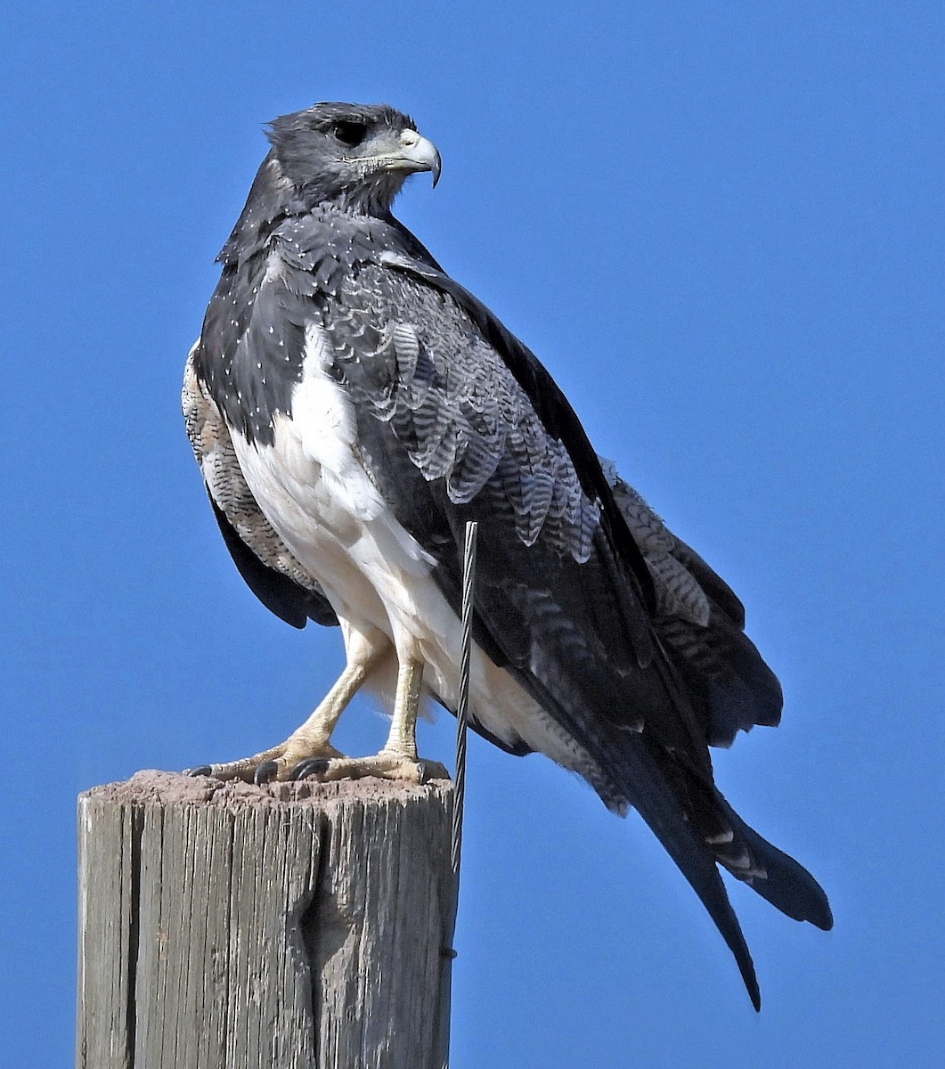 Black-chested Buzzard-Eagle - ML563492541