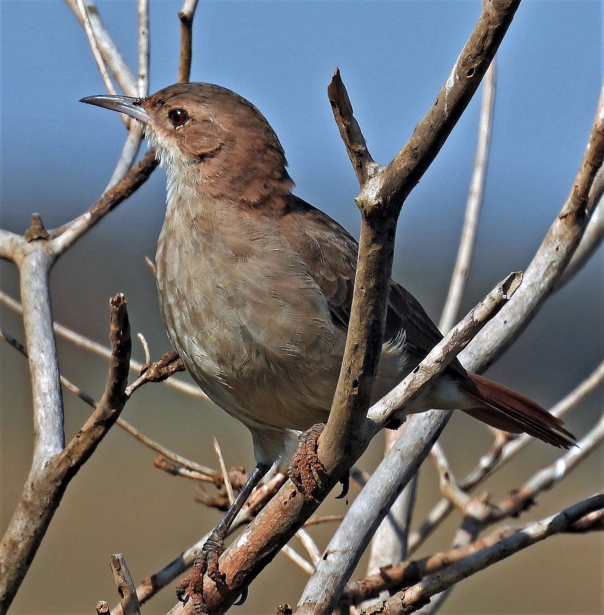 Rufous Hornero - ML563492571