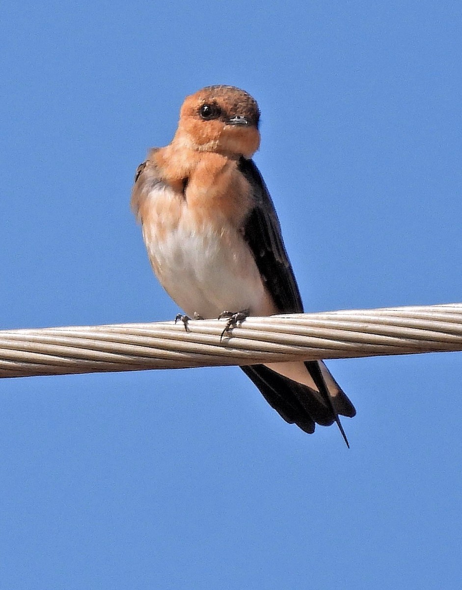 Tawny-headed Swallow - ML563492641