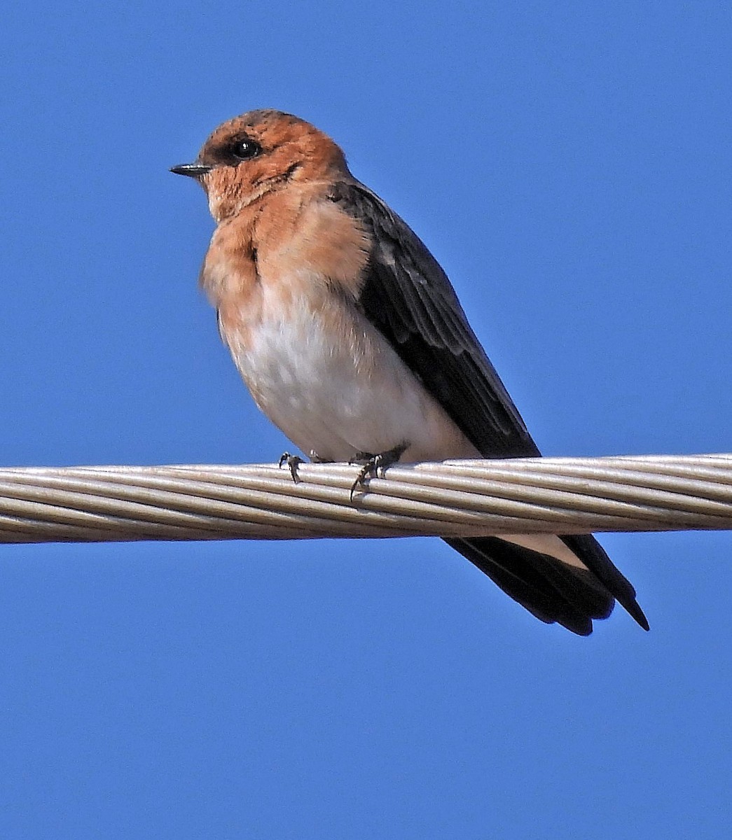 Tawny-headed Swallow - ML563492721