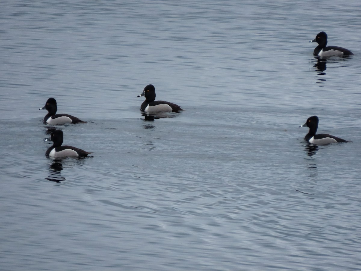 Ring-necked Duck - ML563493071