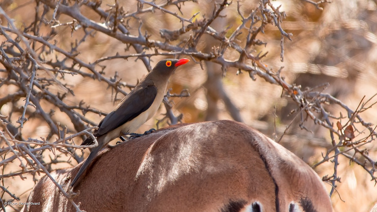 Red-billed Oxpecker - ML563495341