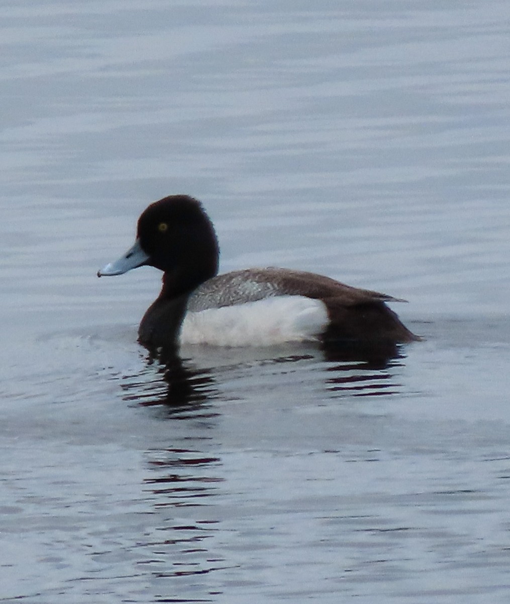 Lesser Scaup - ML563496721