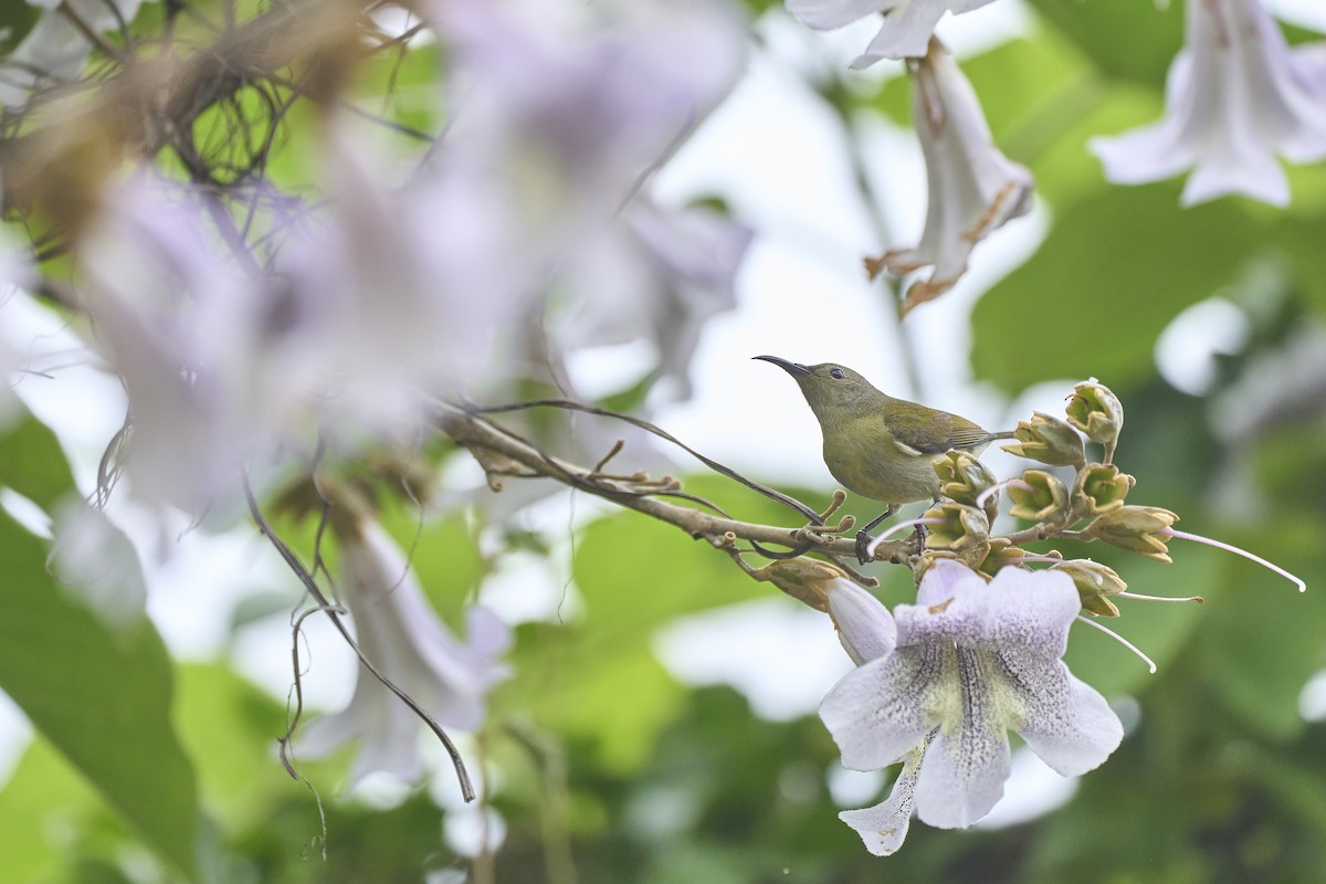 Mrs. Gould's Sunbird - ML563497131