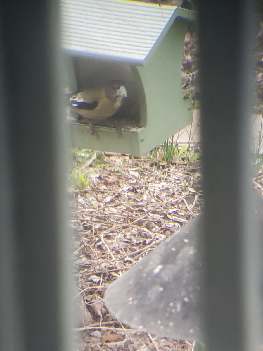 Evening Grosbeak - Ian Batterman