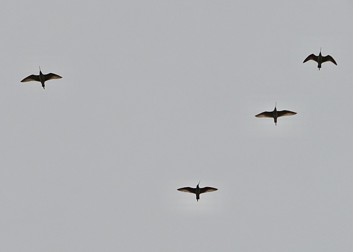 Marbled Godwit - ML563497441