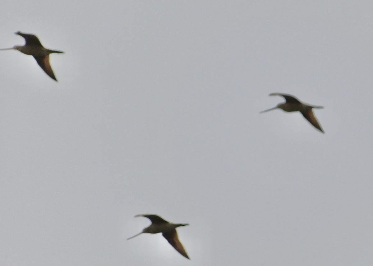 Marbled Godwit - ML563497451