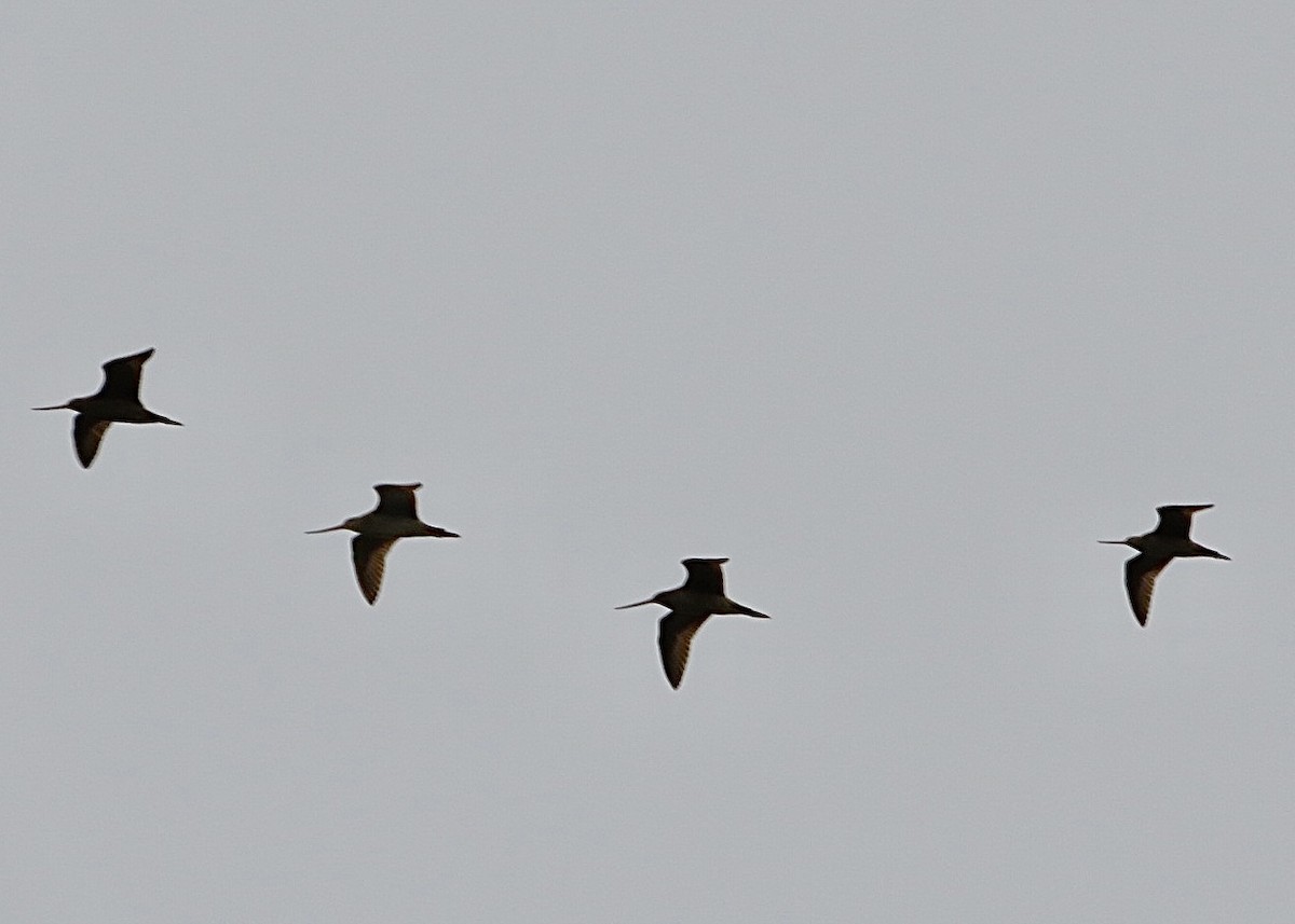 Marbled Godwit - ML563497461