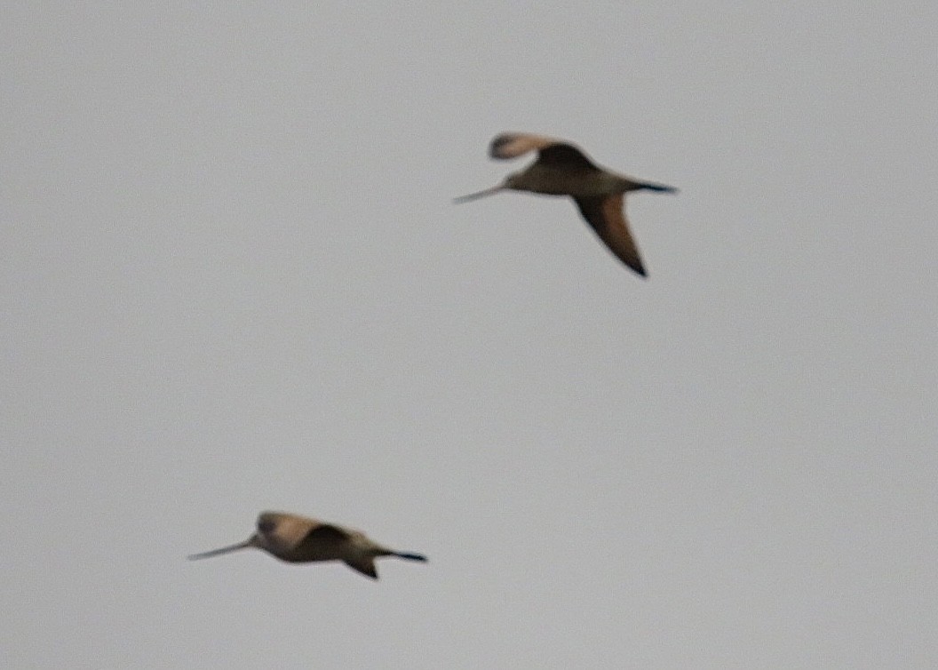 Marbled Godwit - ML563497471