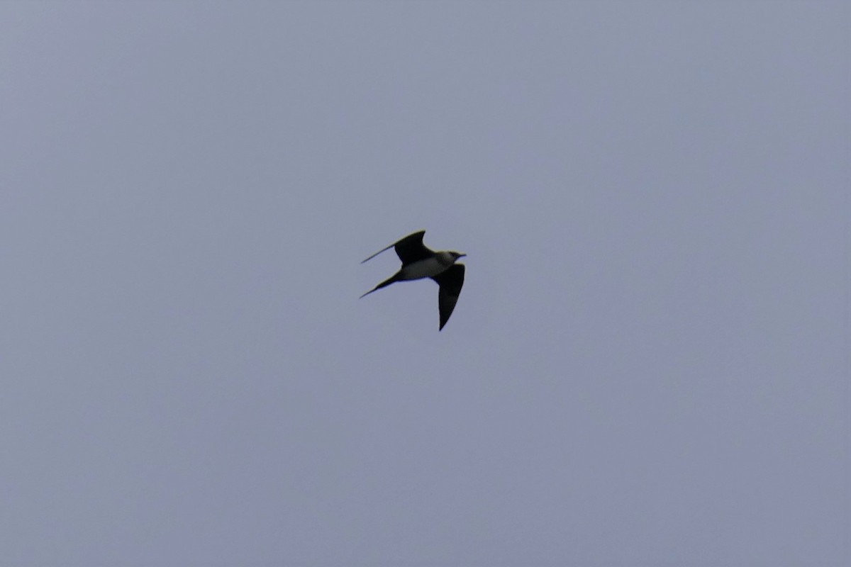 Parasitic Jaeger - ML563497981