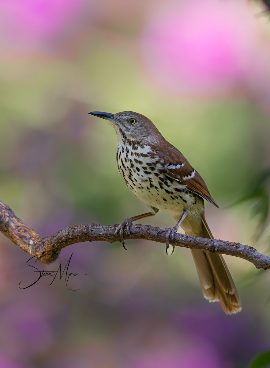 Brown Thrasher - ML563498261