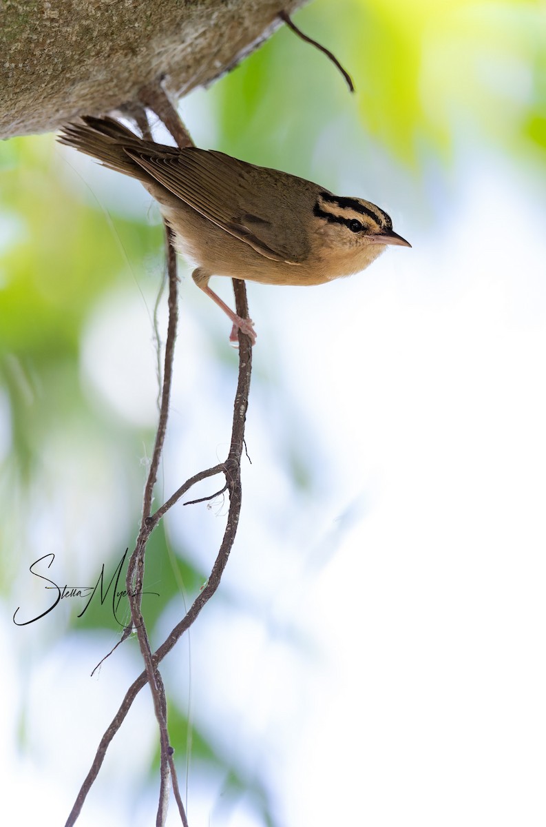 Worm-eating Warbler - ML563498321