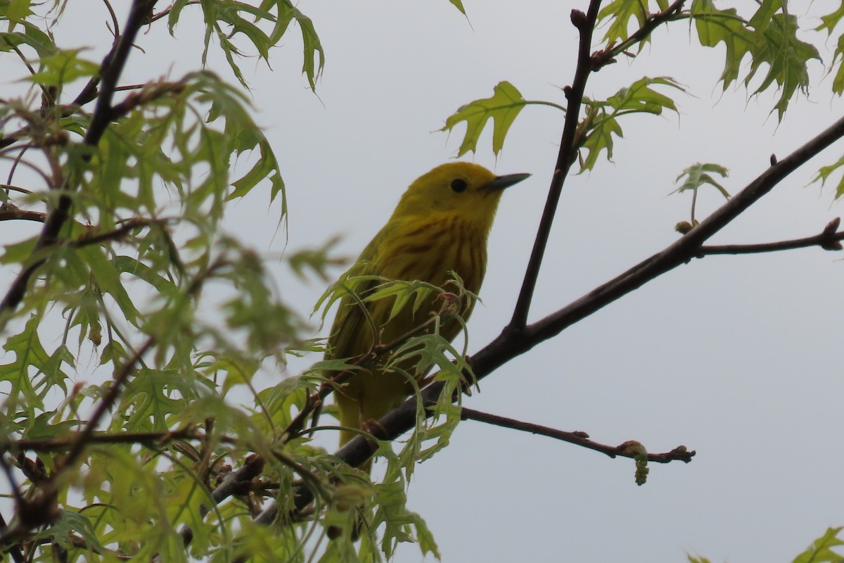 Northern Yellow Warbler - ML563498741