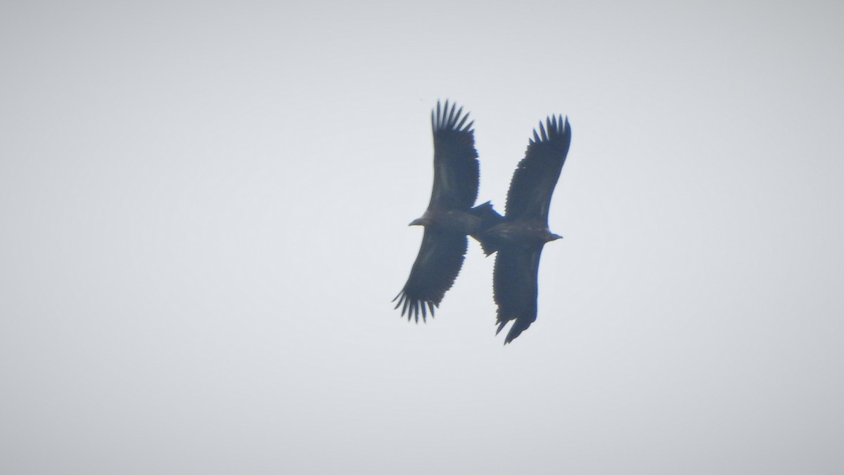 Slender-billed Vulture - Girish Chhatpar