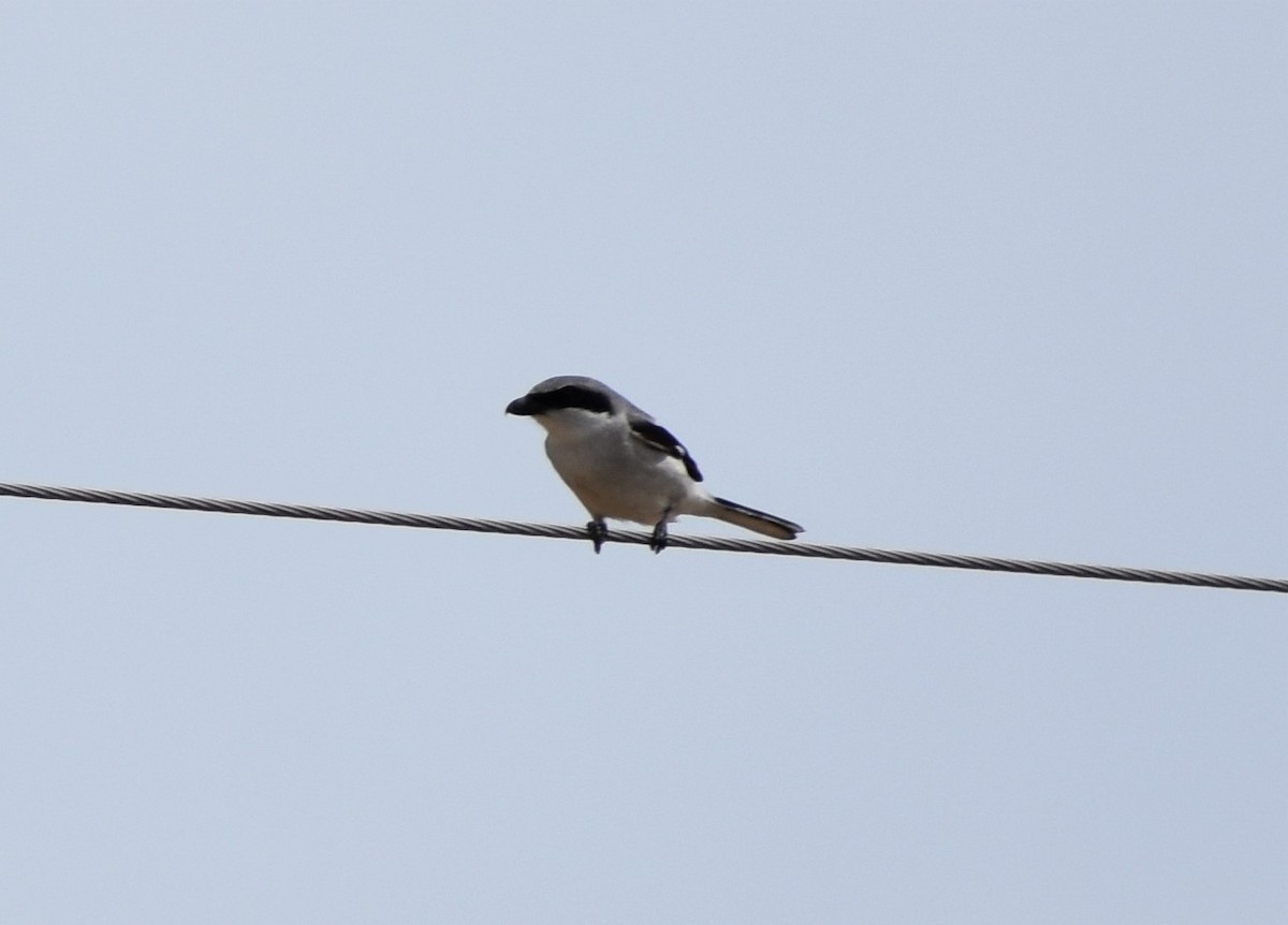 Loggerhead Shrike - ML563499351