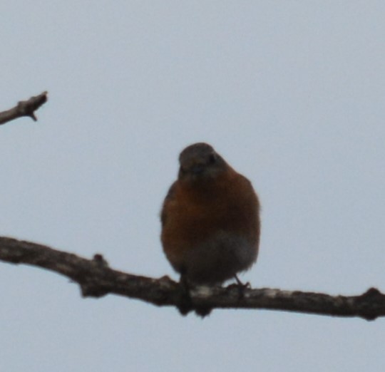 Eastern Bluebird - ML563499371