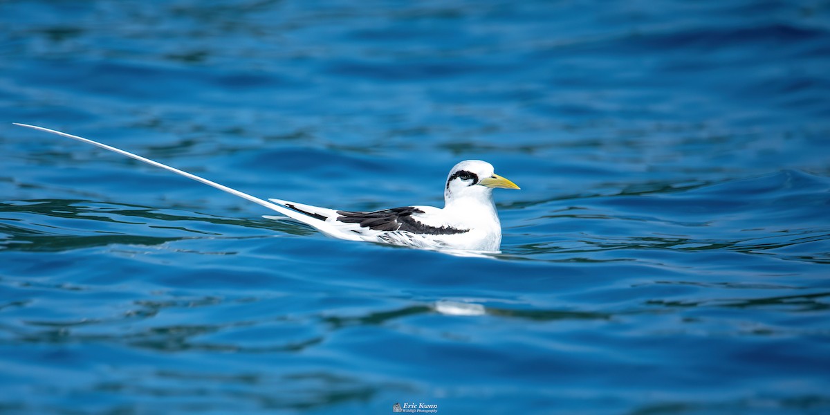 White-tailed Tropicbird - ML563500031